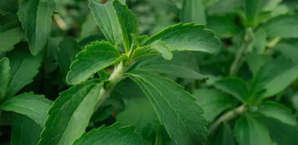 screenshot 2026 02 09 003240